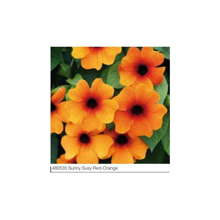Tunbergia Sunny Susy Red-Orange