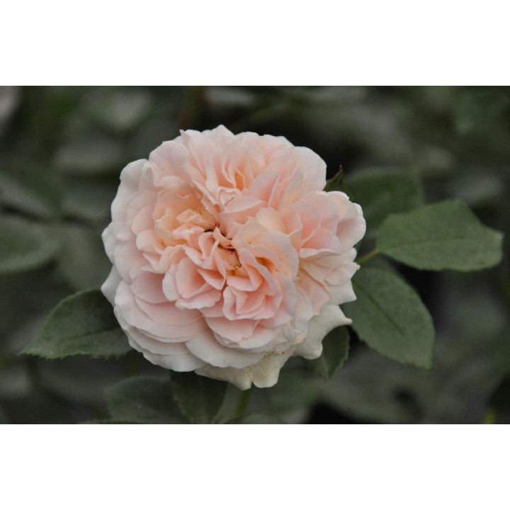 Róża Sangerhäuser Jubileumsrose®