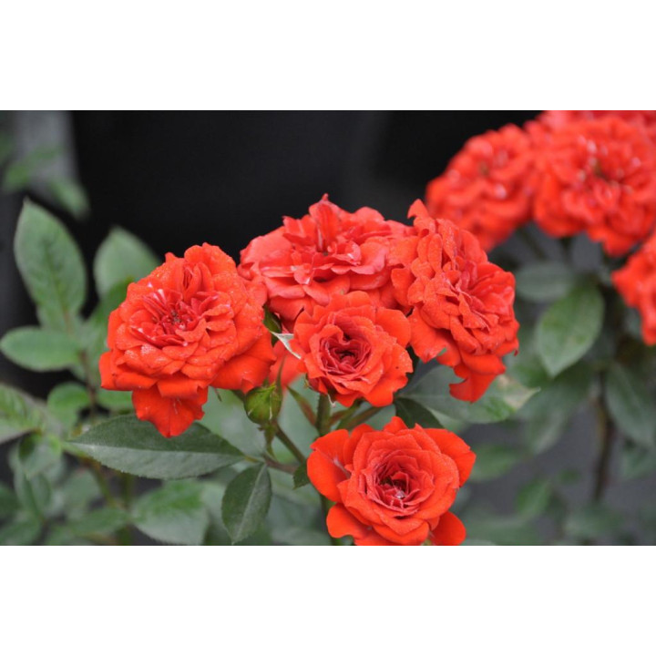 Róża Orange Babyflor®