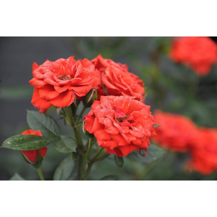 Róża Orange Babyflor®