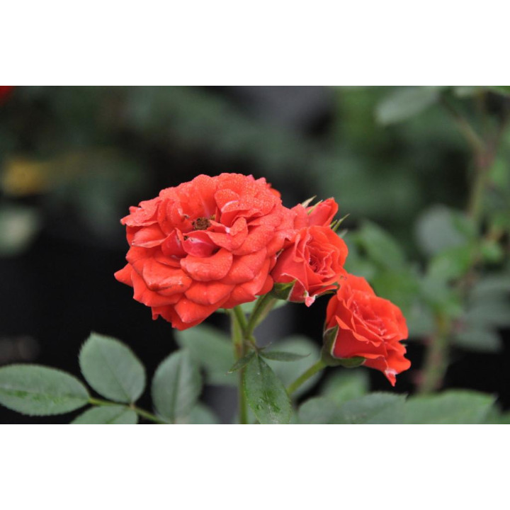 Róża Orange Babyflor®