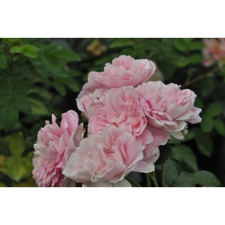 Róża Uetersens Rosenprinzessin®