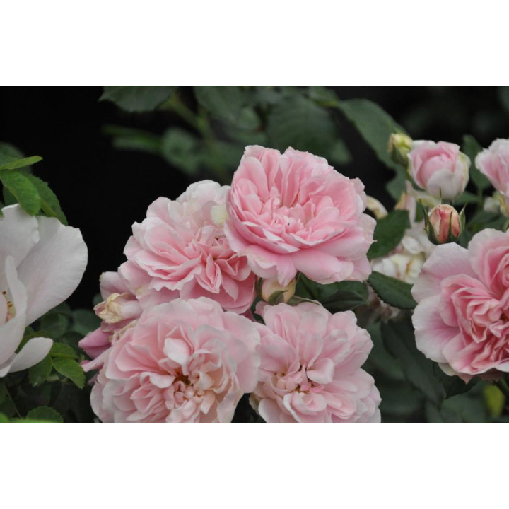 Róża Uetersens Rosenprinzessin®