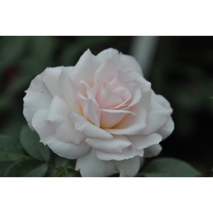 Róża Bremer Stadtmusikanten®