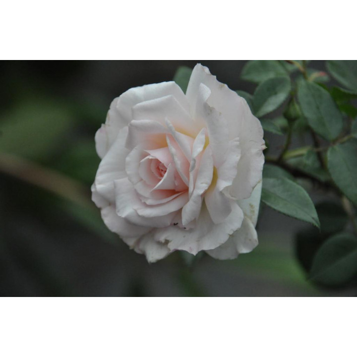 Róża Bremer Stadtmusikanten®