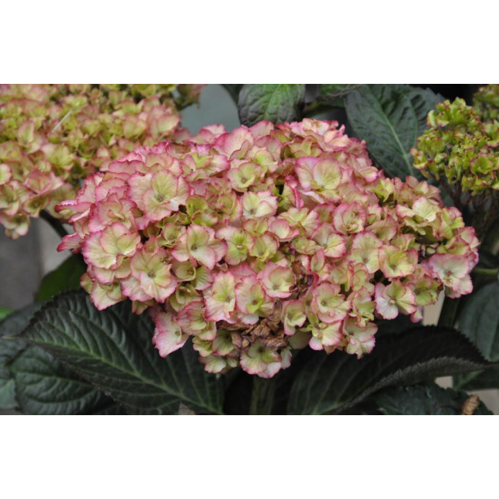 Hortensja ogrodowa  SAXON® GRÄFIN COSEL