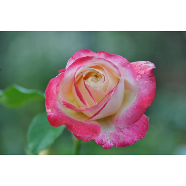 Róża Double Delight