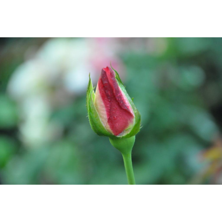 Róża Double Delight