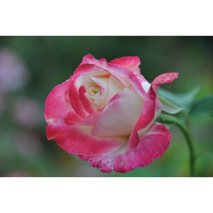 Róża Double Delight