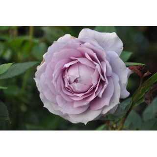 Róża Novalis® ADR