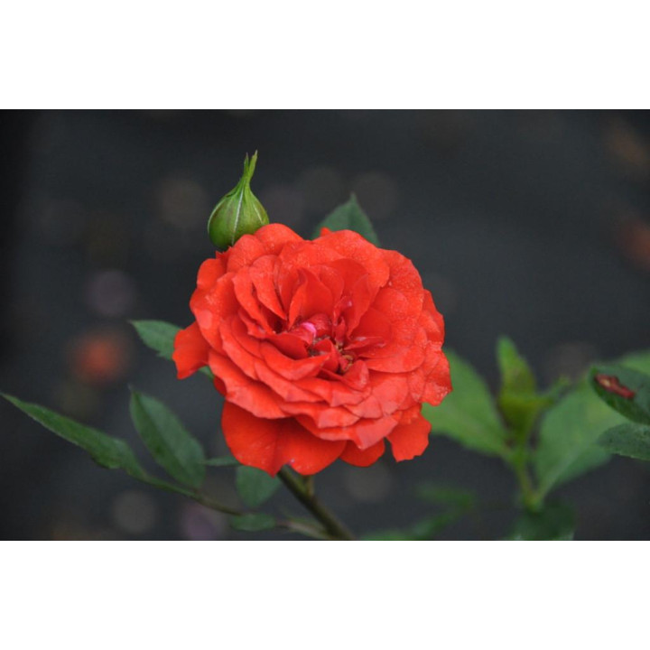 Róża Orange Babyflor®