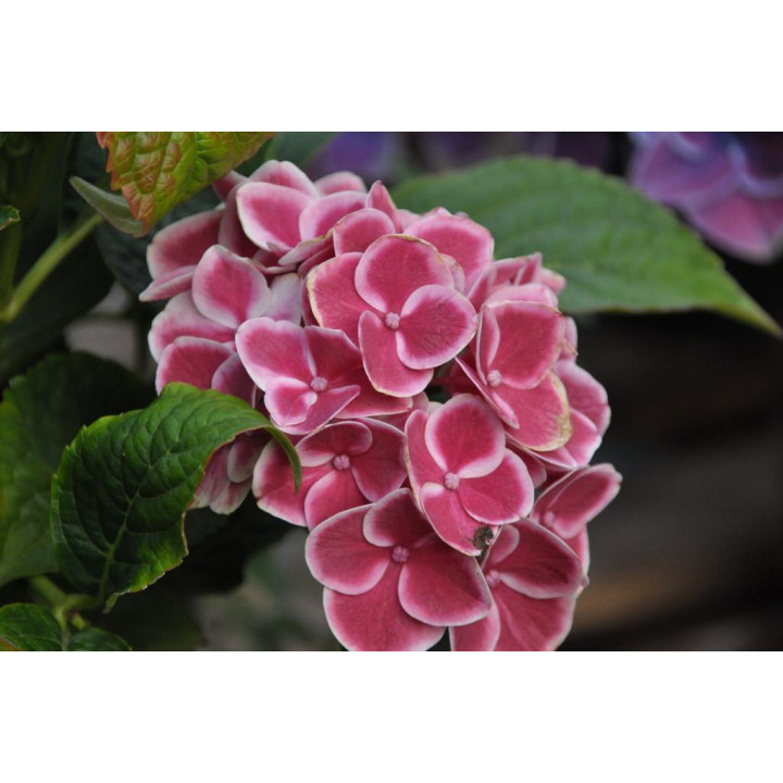 Hortensja ogrodowa TIVOLI ROSA