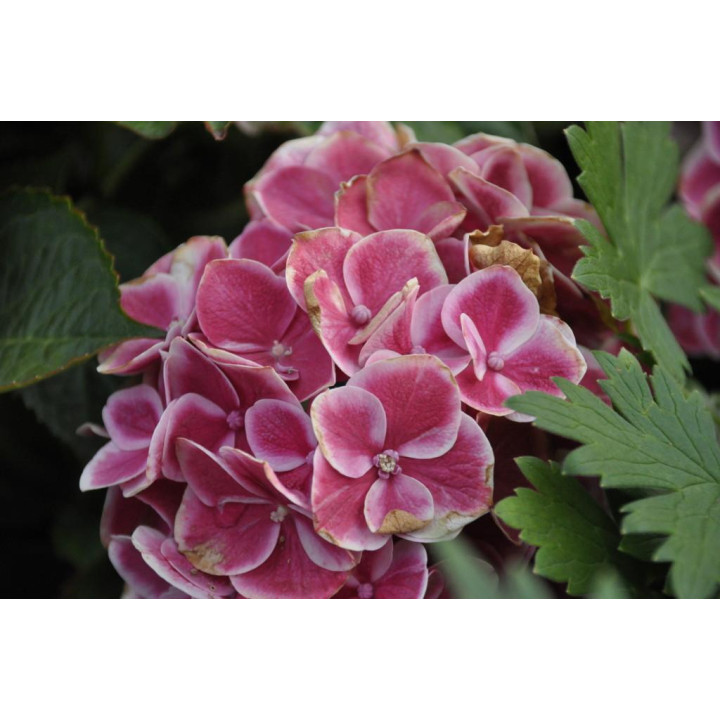 Hortensja ogrodowa TIVOLI ROSA