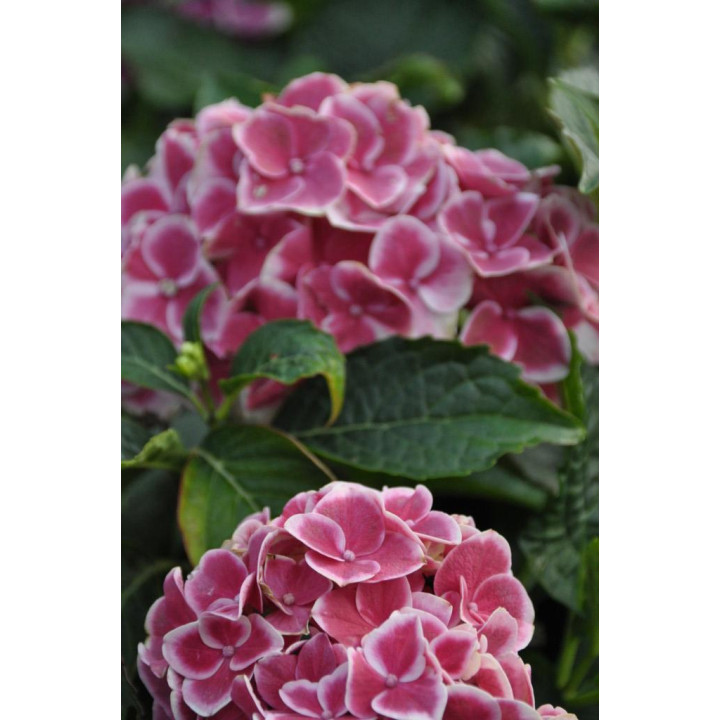 Hortensja ogrodowa TIVOLI ROSA