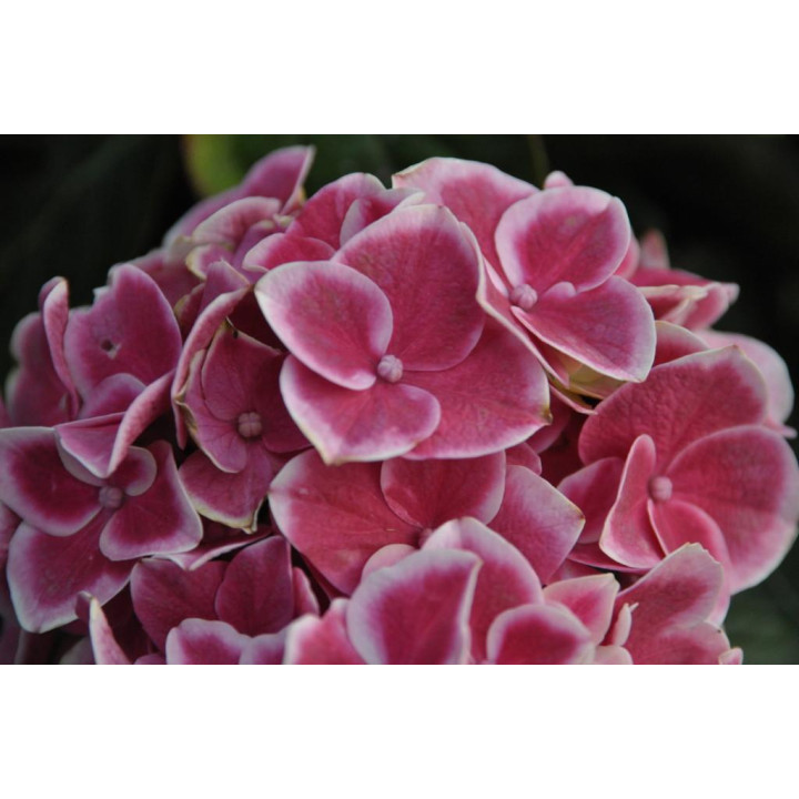 Hortensja ogrodowa TIVOLI ROSA