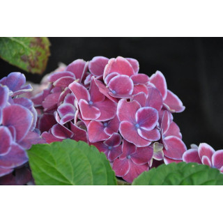 Hortensja ogrodowa TIVOLI LILA
