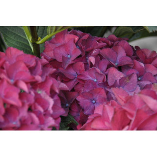 Hortensja ogrodowa RED BEAUTY LILA