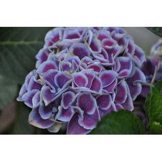Hortensja ogrodowa Tivoli Blue 