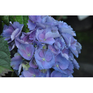 Hortensja ogrodowa BABY BLUE