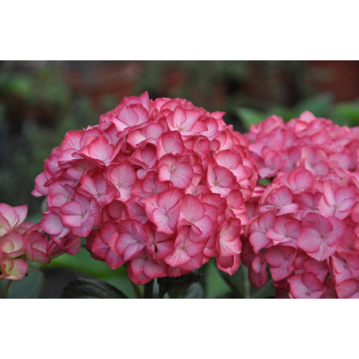 Hortensja ogrodowa  SAXON® GRÄFIN COSEL