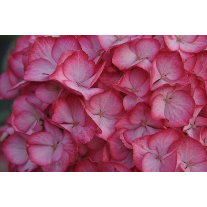 Hortensja ogrodowa  SAXON® GRÄFIN COSEL