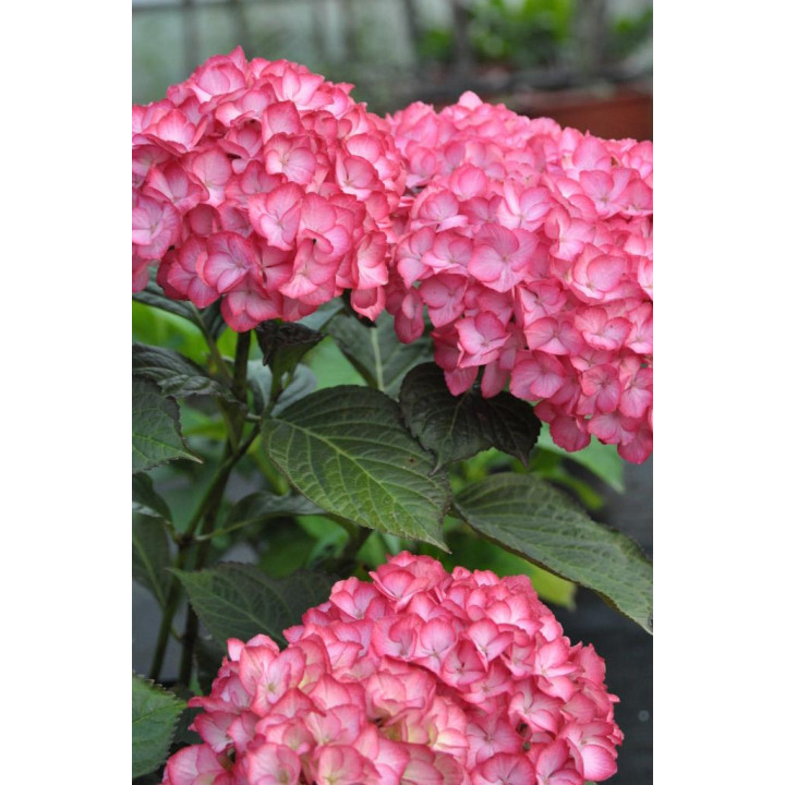 Hortensja ogrodowa  SAXON® GRÄFIN COSEL