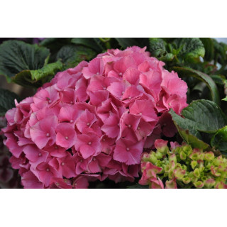 Hortensja ogrodowa SCHÖNE BAUTZNERIN