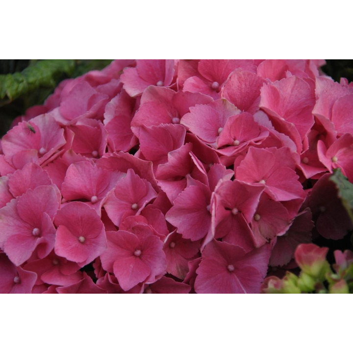 Hortensja ogrodowa SCHÖNE BAUTZNERIN