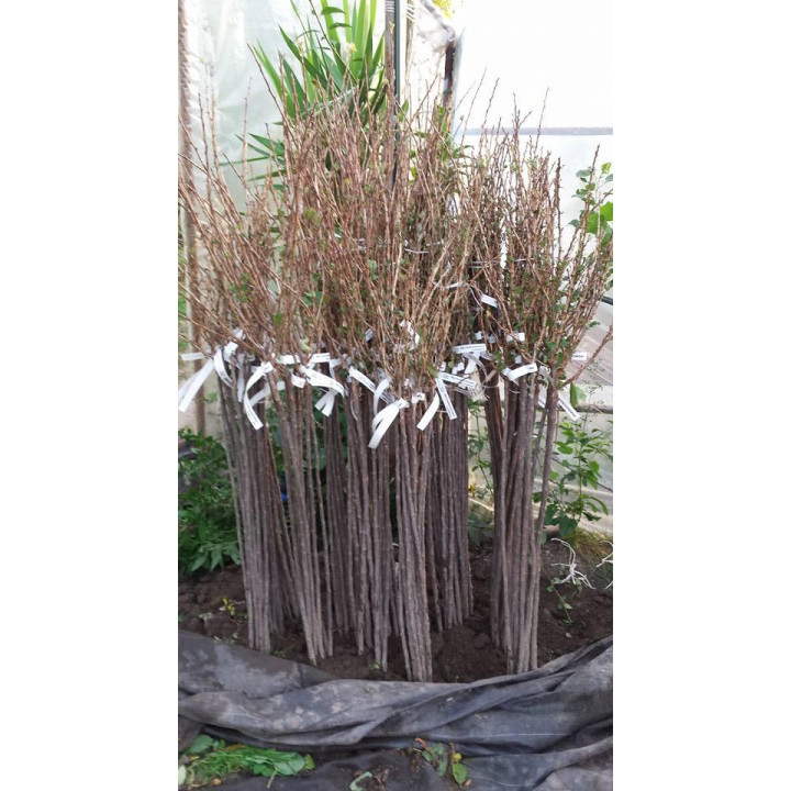 Agrest Pienny Mączniakoodporny Czerwony