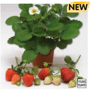 Truskawka  Ariba całoroczna, powtarzająca