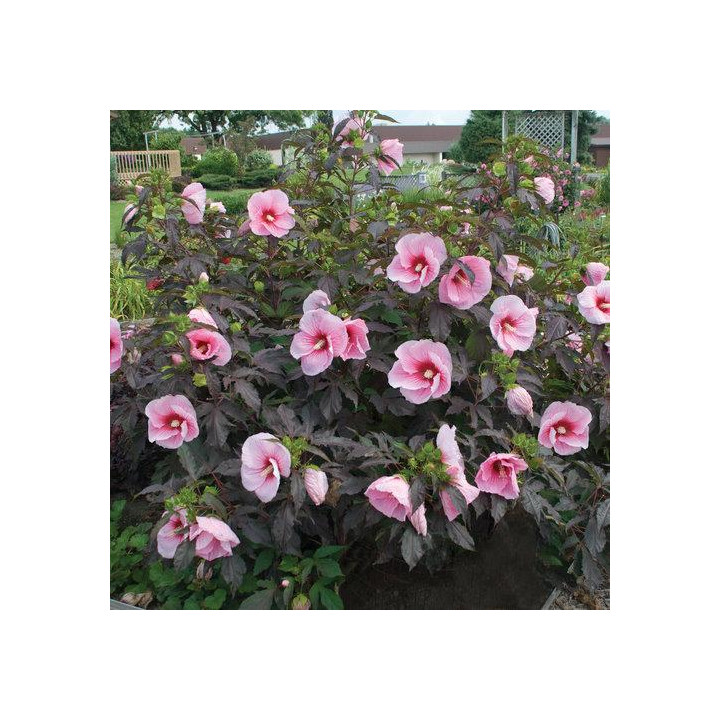 Hibiskus Summerific™ Summer Storm