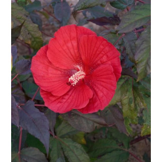 Hibiskus Summerific™ Midnight Marvel