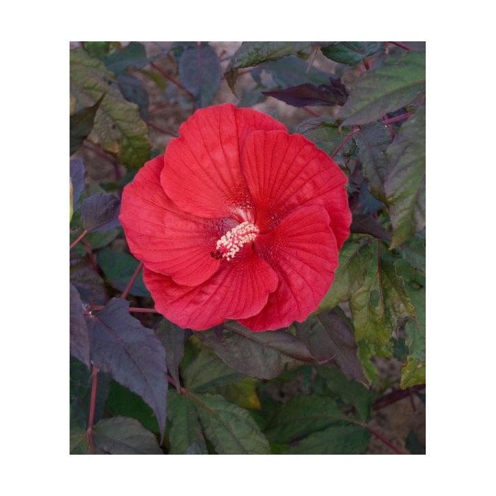 Hibiskus Summerific™ Midnight Marvel