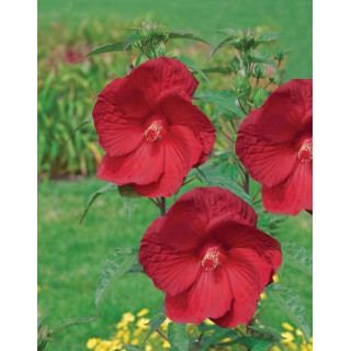 Hibiskus Summerific™ My Valentine