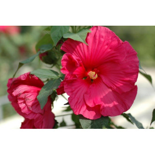 Hibiskus Summerific™ Sultry Kiss