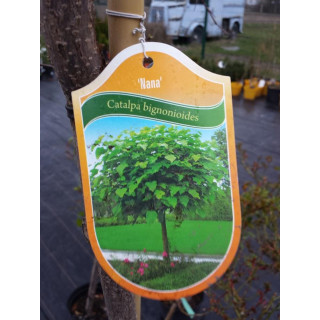 Katalpa "Nana"