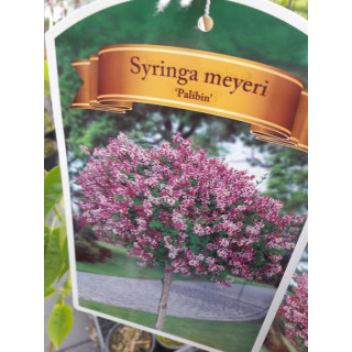 Lilak Mayera 'Palibin' (bez) na pniu
