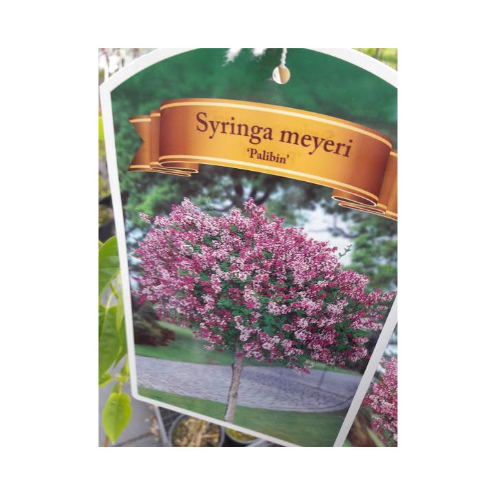 Lilak Mayera 'Palibin' (bez) na pniu