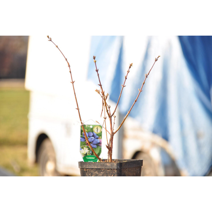 Jagoda kamczacka "Czelabinka"