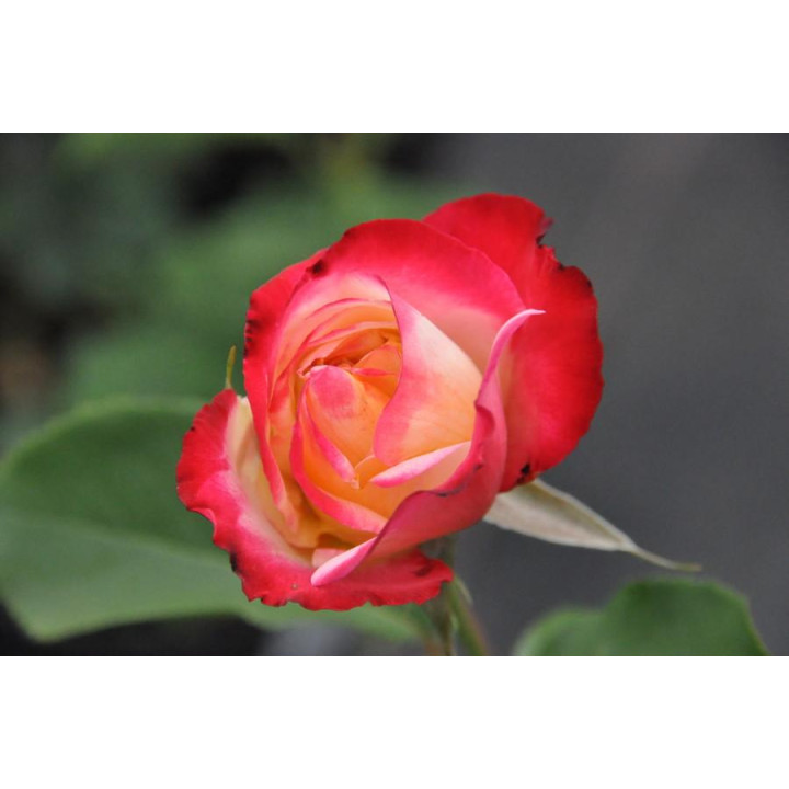 Róża Double Delight