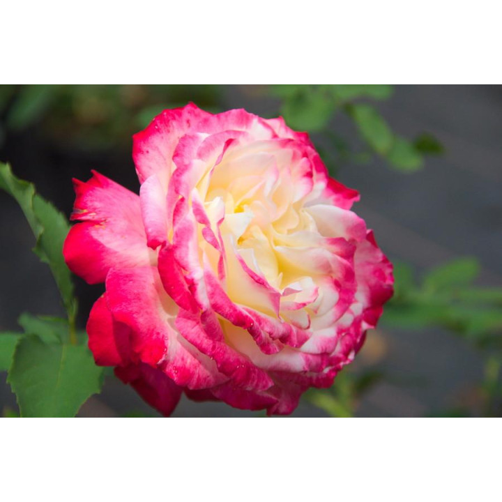 Róża Double Delight