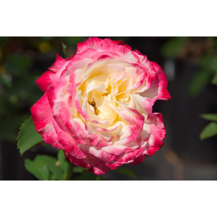 Róża Double Delight