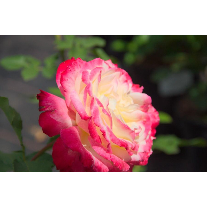 Róża Double Delight