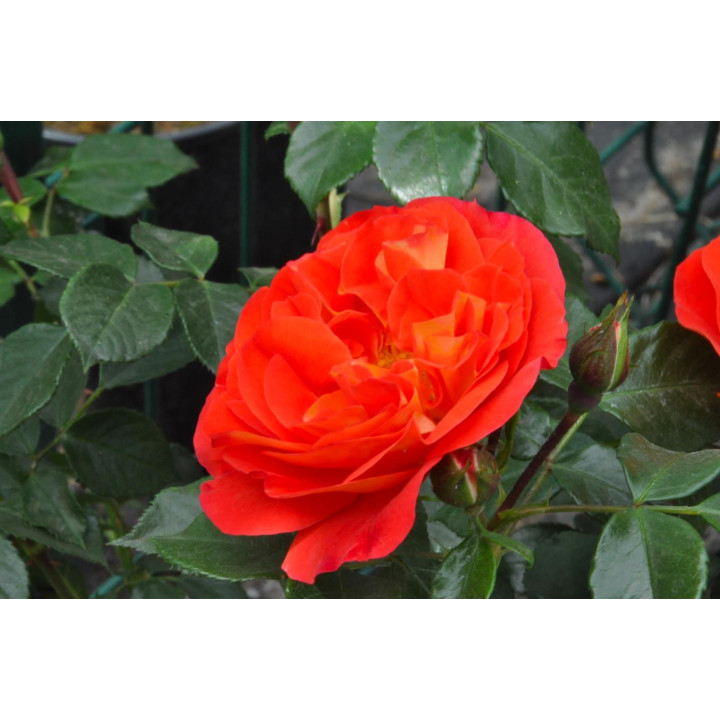 Róża Gebrüder Grimm® ADR 2007