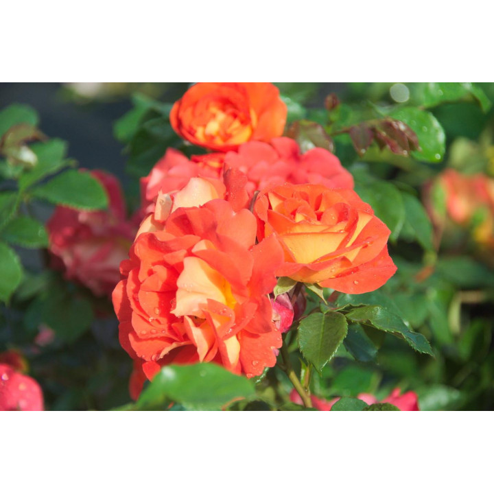 Róża Gebrüder Grimm® ADR 2007