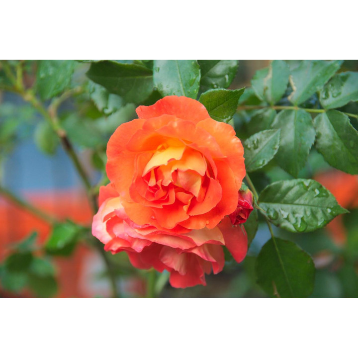 Róża Gebrüder Grimm® ADR 2007