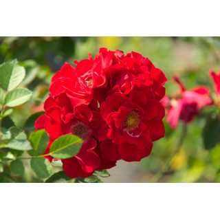 Róża Roter Korsar® ADR 