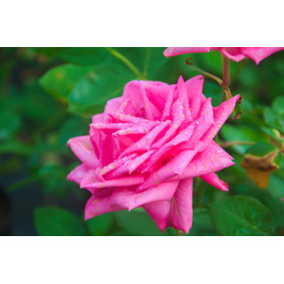 Róża Mon Petit Chou®