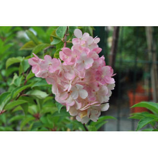 Hortensja bukietowa Vanilla Fraise