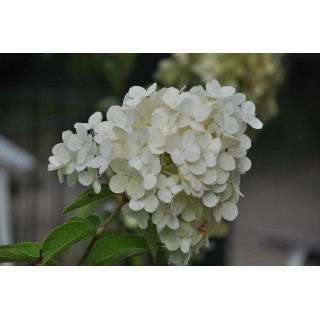Hortensja bukietowa Polar Bear